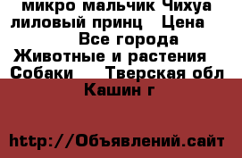 микро мальчик Чихуа лиловый принц › Цена ­ 90 - Все города Животные и растения » Собаки   . Тверская обл.,Кашин г.